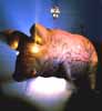 Pink Pig